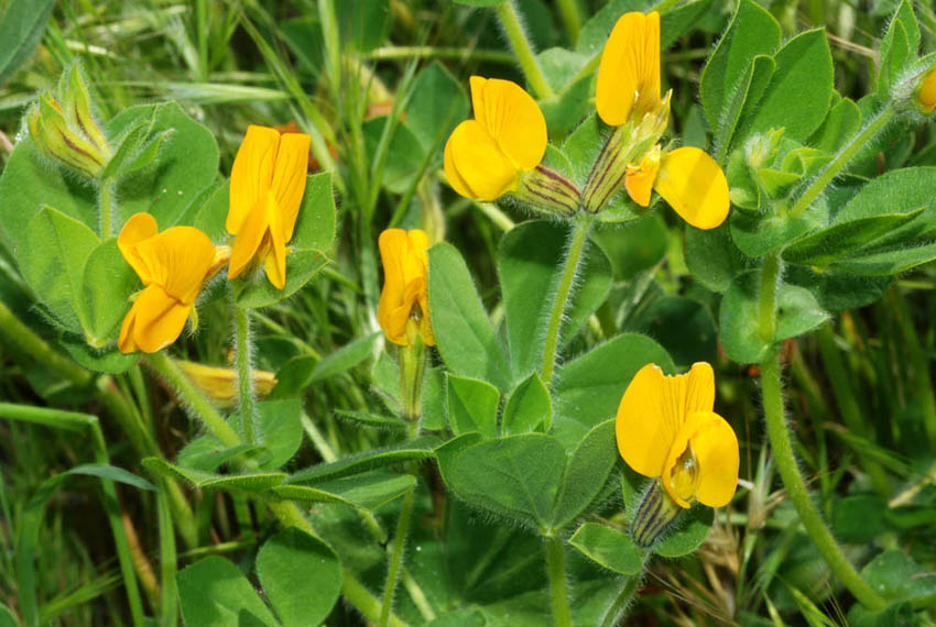 Tetragonolobus biflorus (=Lotus biflorus) / Ginestrino aranciato